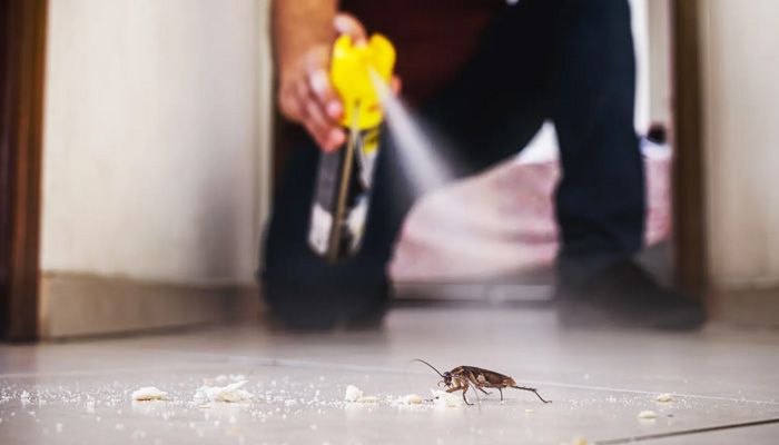 তেলাপোকা মারতে ফ্ল্যাট ধ্বংস