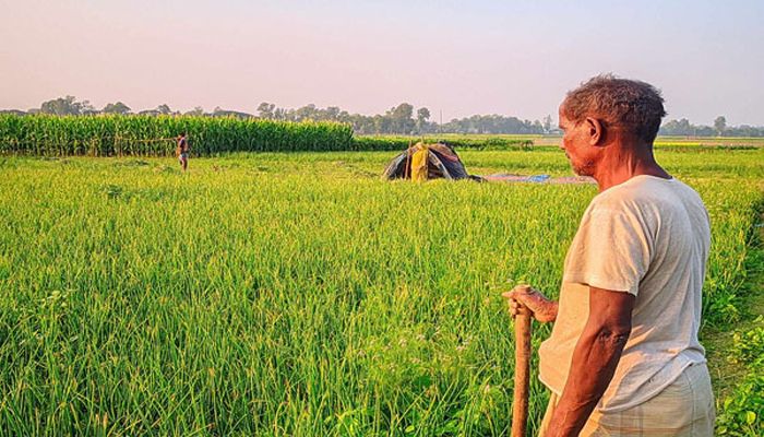 রাত জেগে পেঁয়াজক্ষেত পাহারায় কৃষক