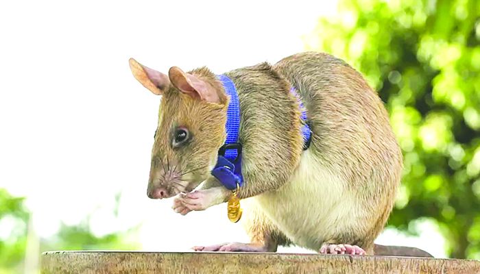 সাহসিকতার জন্য ইঁদুরকে স্বর্ণপদক প্রদান