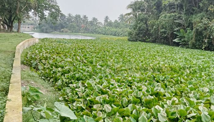 দখলে মৃতপ্রায় কালীগঙ্গা