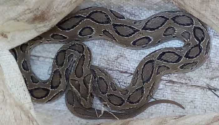 অজগর ভেবে ৯৯৯-এ কল, উদ্ধার হলো রাসেলস ভাইপার