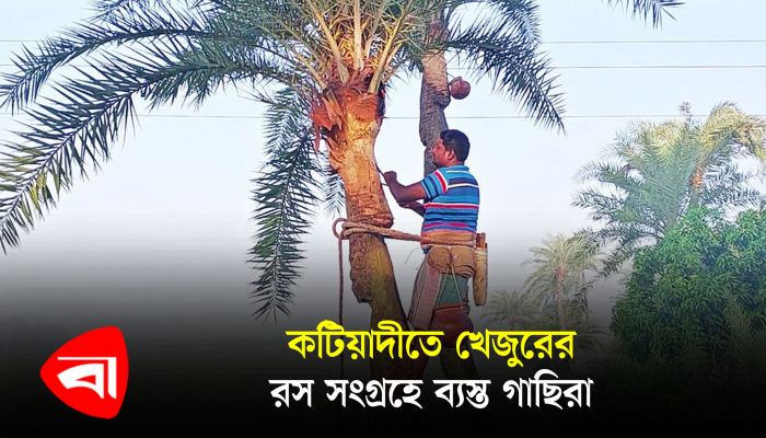 কটিয়াদীতে খেজুরের রস সংগ্রহে ব্যস্ত গাছিরা