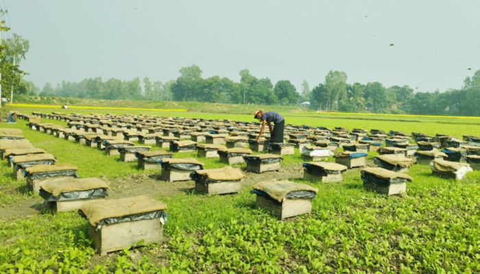 চলনবিলে মধু সংগ্রহের মহোৎসব 
