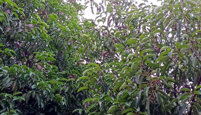 চড়ুই পাখির কিচিরমিচির শব্দে মুখরিত এলাকা