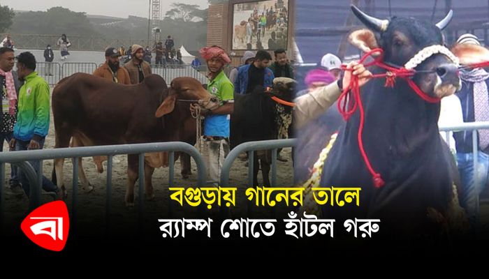 বগুড়ায় গানের তালে র‍্যাম্প শোতে হাঁটল গরু