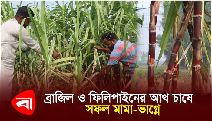 ব্রাজিল ও ফিলিপাইনের আখ চাষে সফল মামা-ভাগ্নে