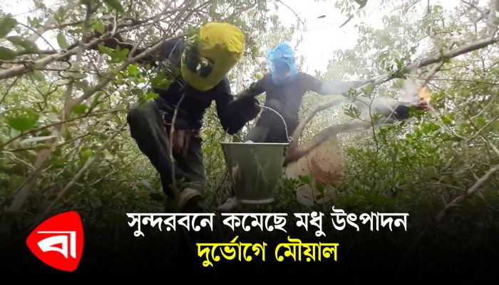 সুন্দরবনে কমেছে মধু উৎপাদন, দুর্ভোগে মৌয়াল