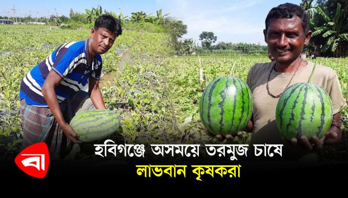 হবিগঞ্জে অসময়ে তরমুজ চাষে লাভবান কৃষকরা