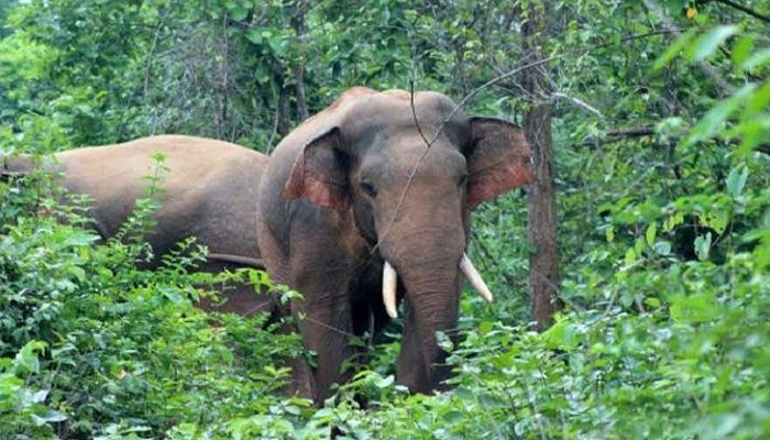 কাপ্তাইয়ে বন্যহাতির আক্রমণে স্কুলশিক্ষার্থীর মৃত্যু