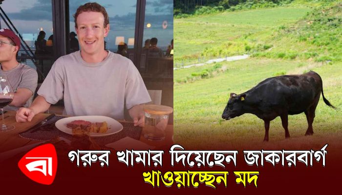 গরুর খামার দিয়েছেন মার্ক জাকারবার্গ, খাওয়াচ্ছেন মদ