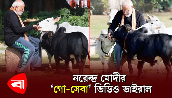 নরেন্দ্র মোদির 'গো-সেবা' ভিডিও ভাইরাল