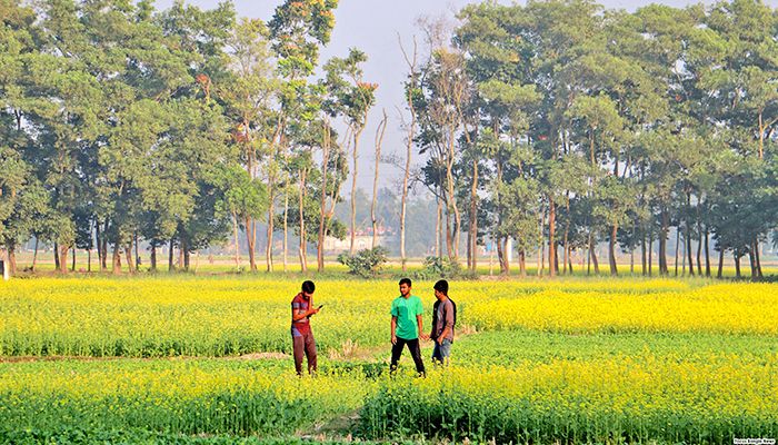 ফেনীতে সরিষার বাম্পার ফলনের সম্ভাবনা