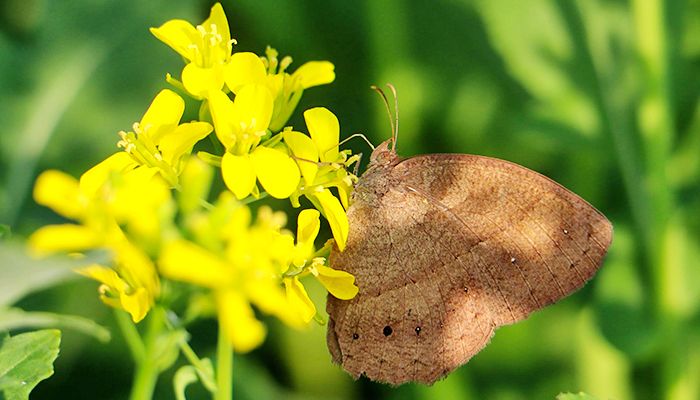 ফেনীতে সরিষার বাম্পার ফলনের সম্ভাবনা