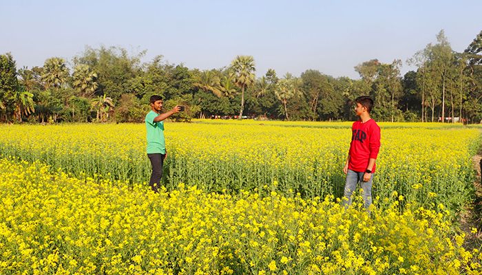 ফেনীতে সরিষার বাম্পার ফলনের সম্ভাবনা