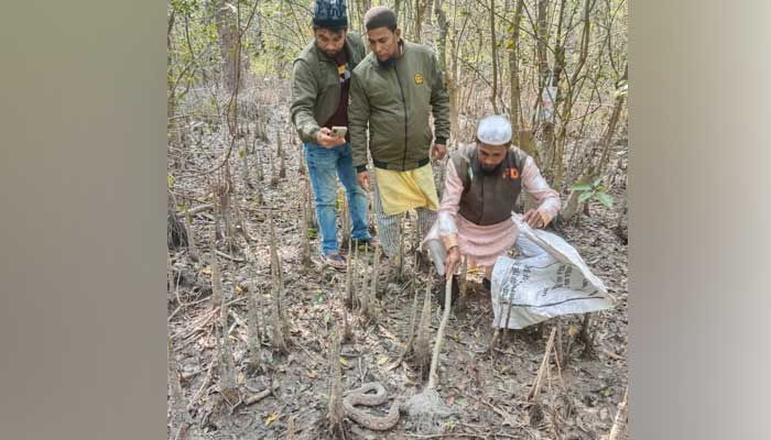 ভোলার মনপুরা দ্বীপ থেকে রাসেল ভাইপার উদ্ধার