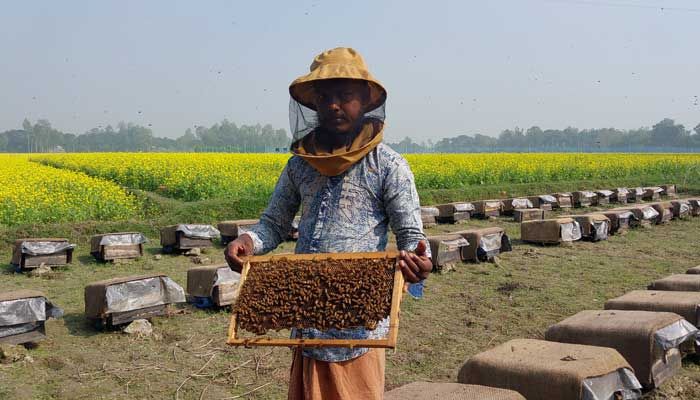 বাড়ছে উৎপাদন, মিলছে মধু
