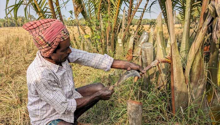 নোনাজলে জন্ম তার ডগায় মিষ্টি রস