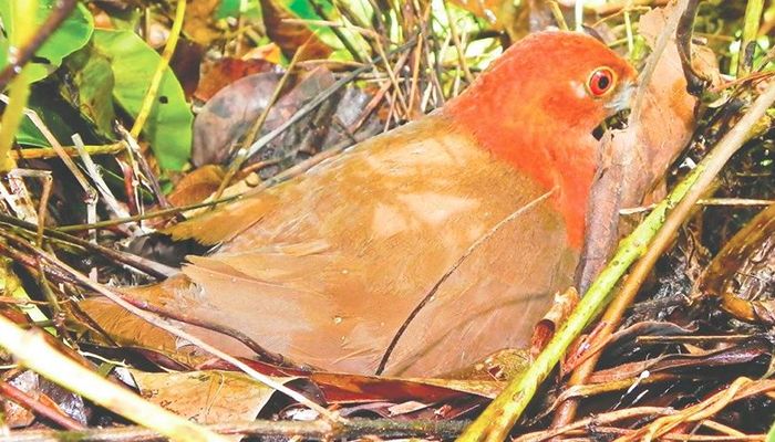 ফকিরহাটের সাতশৈয়া গ্রামে ডিমে তা দানরত পুরুষ রাঙা হালতি পাখি। ছবি- লেখক।