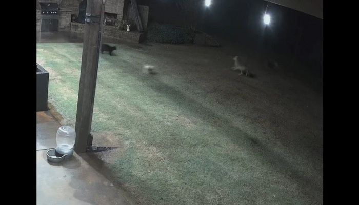 বিড়াল যখন কুকুরের রক্ষাকারী 