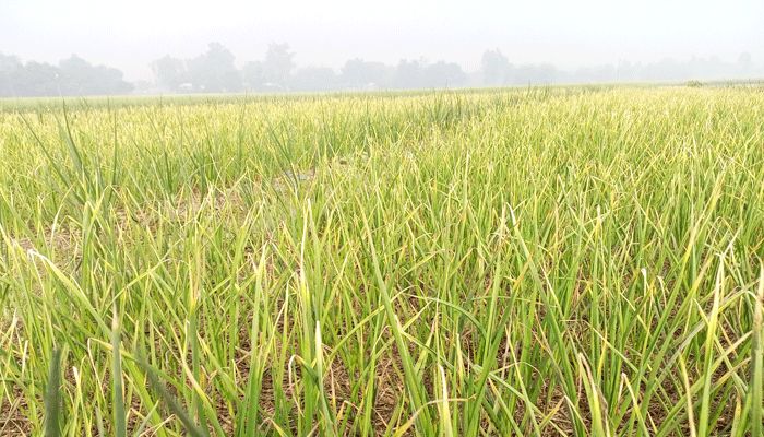 সাদা সোনা নিয়ে দুশ্চিন্তায় চাষিরা