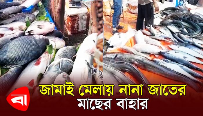 জামাই মেলায় জামাইদের মাছ কেনার প্রতিযোগিতা