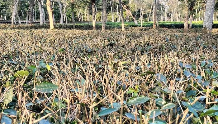 উৎপাদন সক্ষমতা বাড়াতে বাগানে চলছে প্রুনিং