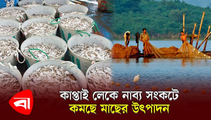 কাপ্তাই লেকে কমছে মাছের উৎপাদন, বিপাকে মাছ ব্যবসায়ীরা