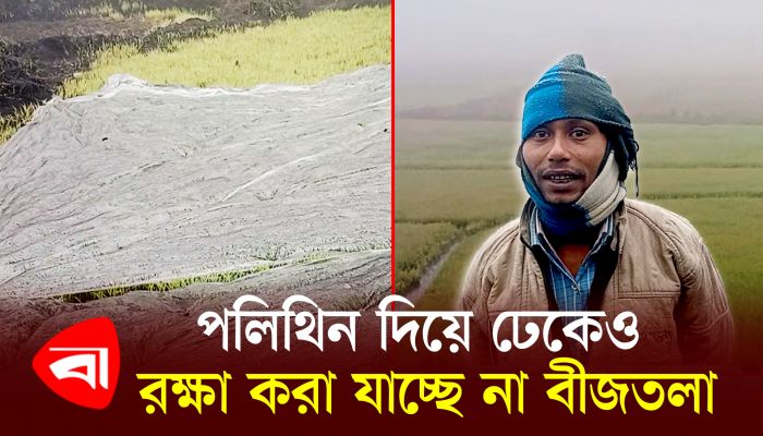 পলিথিন দিয়ে ঢেকেও রক্ষা করা যাচ্ছে না বীজতলা