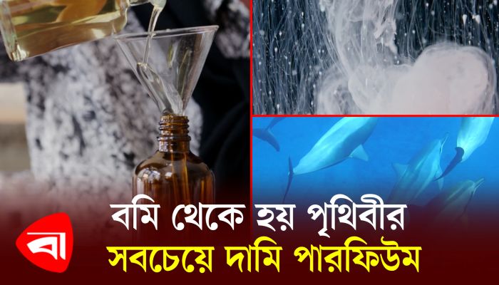 বমি থেকে হয় পৃথিবীর সবচেয়ে দামি পারফিউম