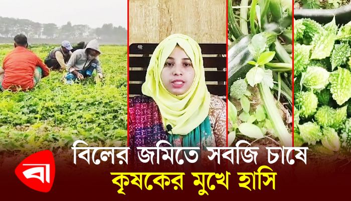 বিলের জমিতে সবজি চাষে কৃষকের মুখে হাসি