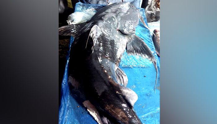 মৌলভীবাজারে শত বছরের ঐতিহ্যবাহী মাছের মেলা শুরু
