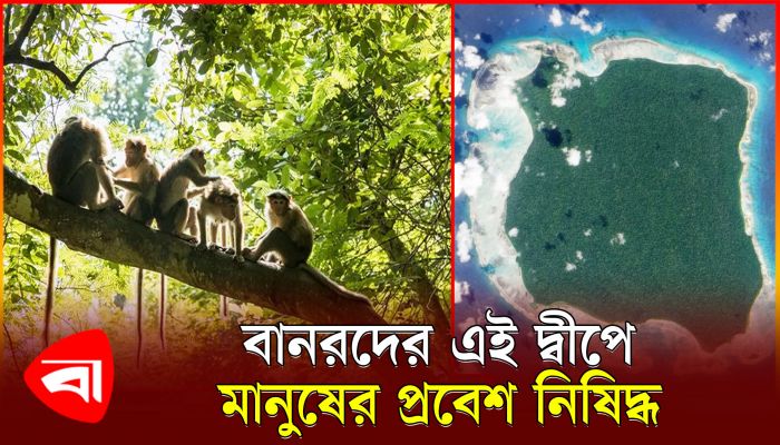 মাঙ্কি আইল্যান্ডে আসলে কী আছে?