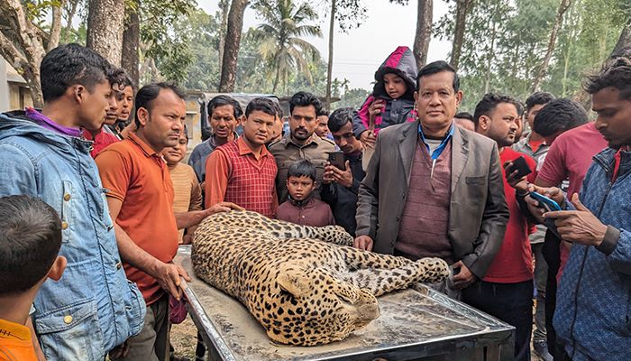 সীমান্ত থেকে মৃত চিতাবাঘ উদ্ধার, হত্যার প্রমাণ মিললে ব্যবস্থা