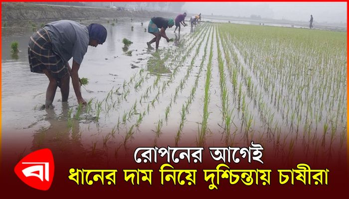রোপনেই গুনতে হচ্ছে বাড়তি অর্থ, নায্য দাম নিয়ে দুশ্চিন্তায় চাষীরা