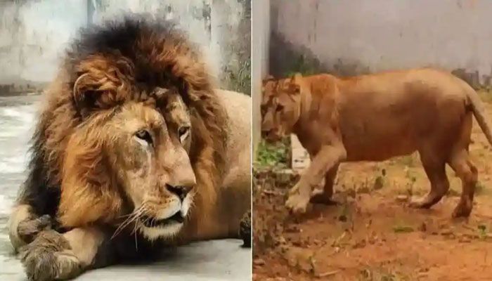 যে কারণে সিংহ-সিংহীকে এক খাঁচায় রাখা নিয়ে বিরোধ