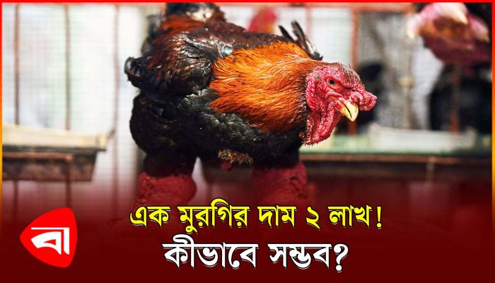এক মুরগির দাম ২ লাখ টাকা!