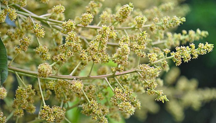 আমের মুকুলে মধুমাসের আগমনী বার্তা