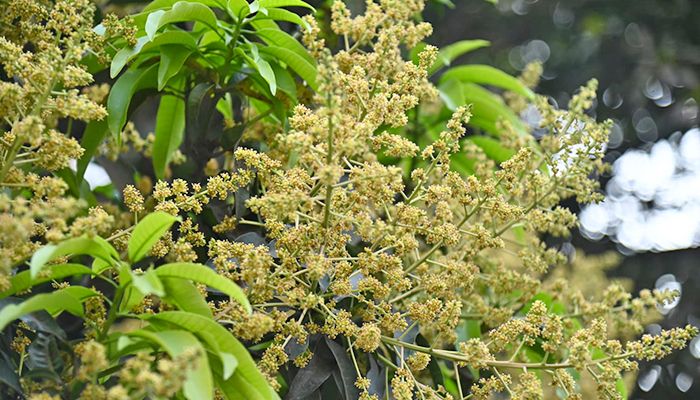 আমের মুকুলে মধুমাসের আগমনী বার্তা