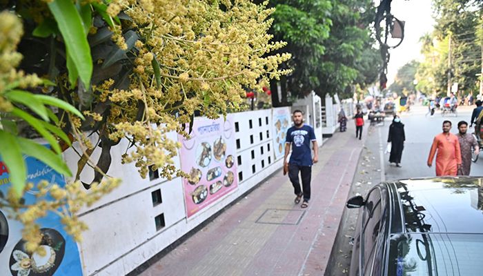 আমের মুকুলে মধুমাসের আগমনী বার্তা