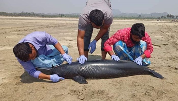 সংরক্ষিত সামুদ্রিক প্রাণীর অস্বাভাবিক মৃত্যুর কারণ খুঁজছেন গবেষকরা