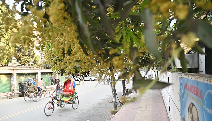 আমের মুকুলে মধুমাসের আগমনী বার্তা