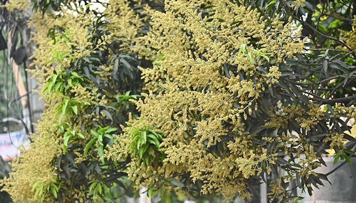 আমের মুকুলে মধুমাসের আগমনী বার্তা