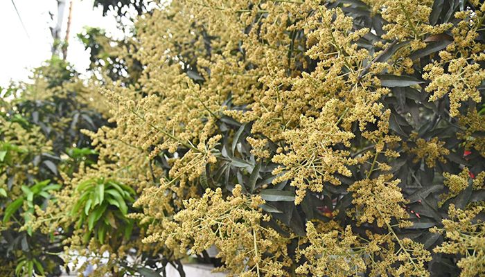 আমের মুকুলে মধুমাসের আগমনী বার্তা