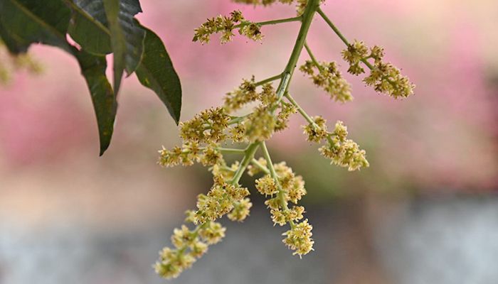 আমের মুকুলে মধুমাসের আগমনী বার্তা