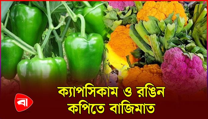 হবিগঞ্জে ক্যাপসিকাম ও রঙিন কপি চাষে কৃষকের মুখে হাসি
