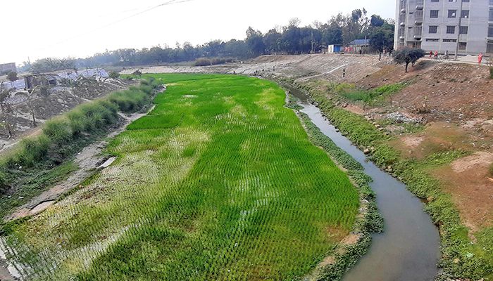 টাঙ্গন ও শুক নদে ধান চাষ