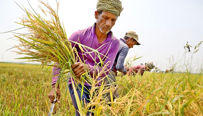তাপদাহে ফসল তোলায় ব্যস্ত কৃষক