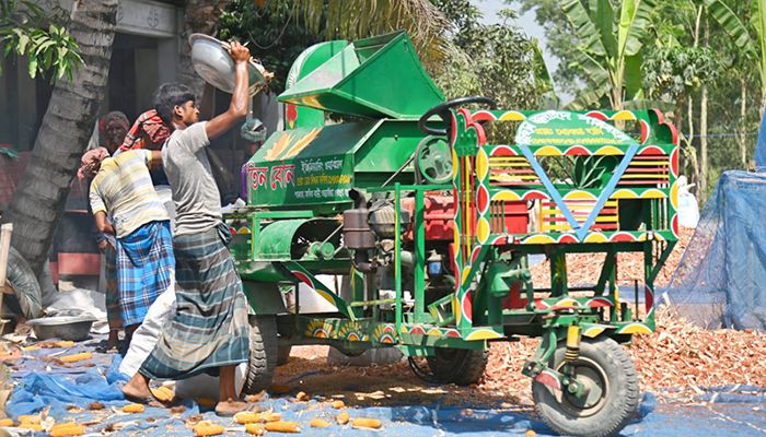 ভুট্টা মাড়াই ও সংরক্ষণে ব্যস্ত কৃষক