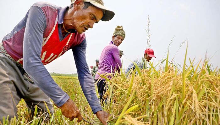 তাপদাহে ফসল তোলায় ব্যস্ত কৃষক