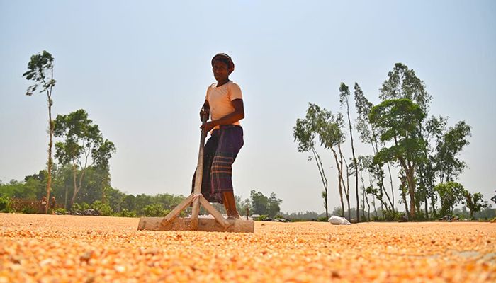 ভুট্টা মাড়াই ও সংরক্ষণে ব্যস্ত কৃষক